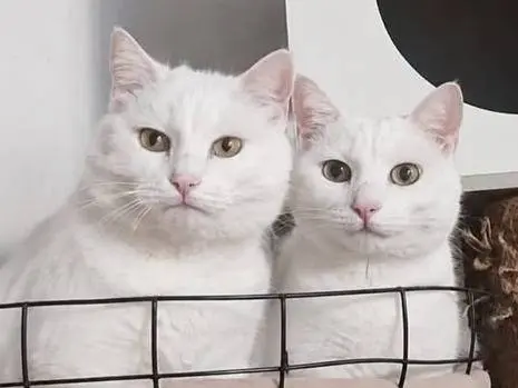 Adozione gatto, femmina, Razza sconosciuta Razza sconosciuta, 3 anni, taglia non valida, Palermo