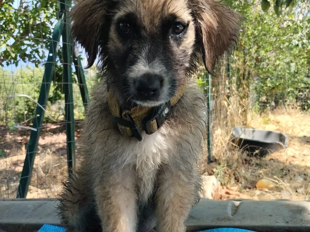 Vuoi adottare un cane a Vibo?