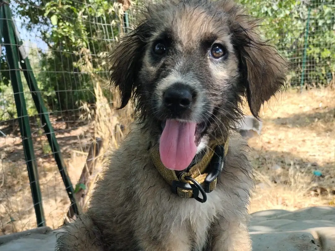 Adozione cane, maschio, Razza sconosciuta Razza sconosciuta, 5 mesi, taglia media, Vibo