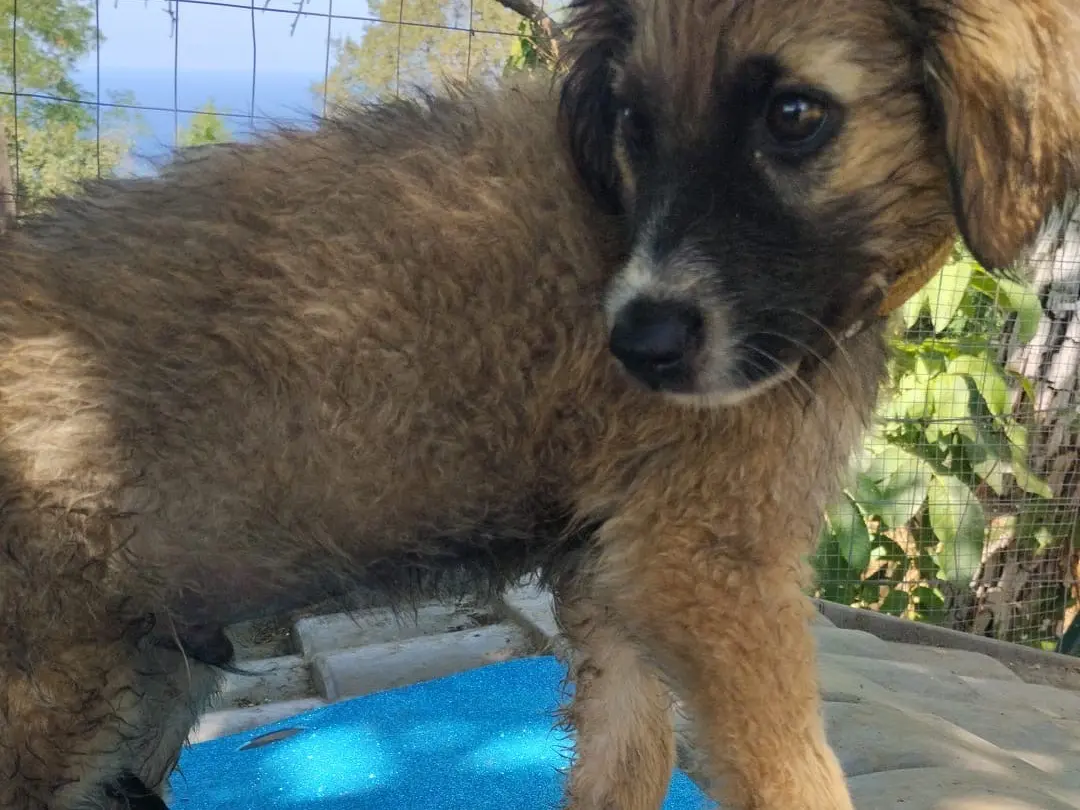 Adotta un cane, maschio, 5 mesi, Vibo