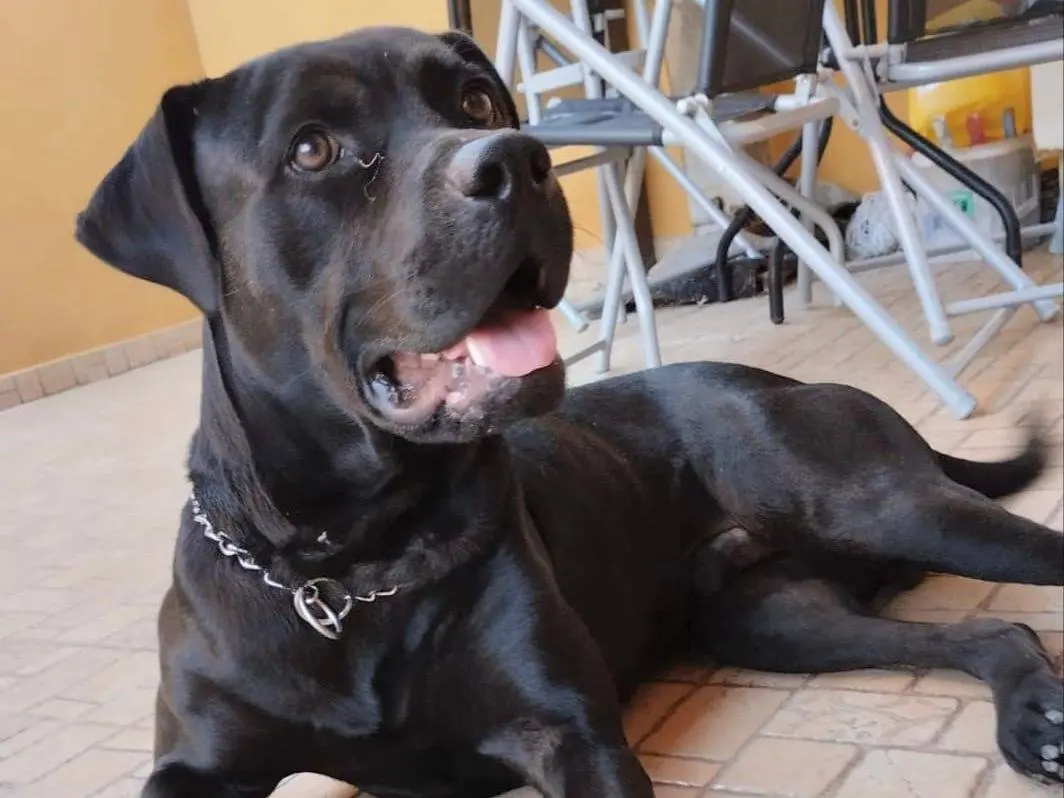 Vuoi adottare un cane a Pavia?
