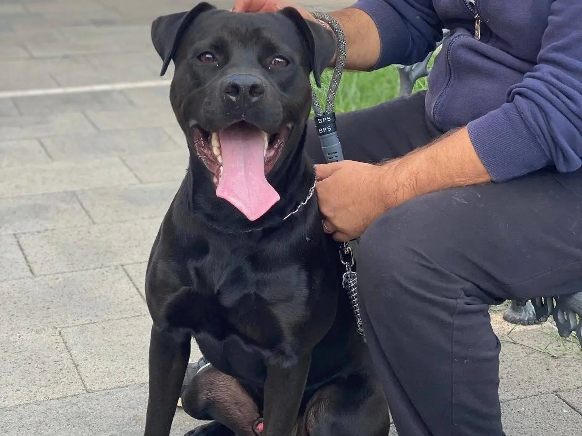 Adotta un cane, taglia grande, maschio, Pavia