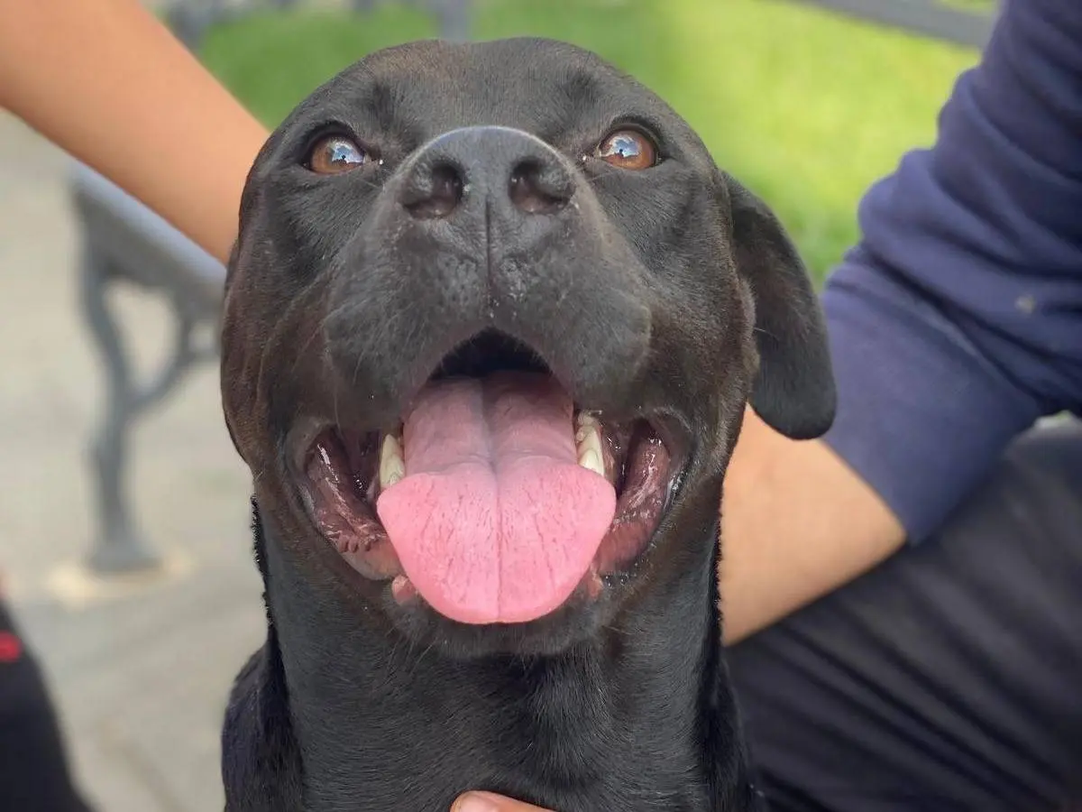 Adotta un cane, maschio, 4 anni e 3 mesi, Pavia