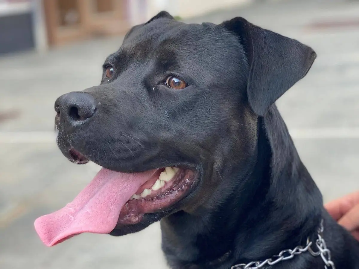 Adozione cane, maschio, Corso Labrador Retriever, 4 anni e 3 mesi, taglia grande, Pavia
