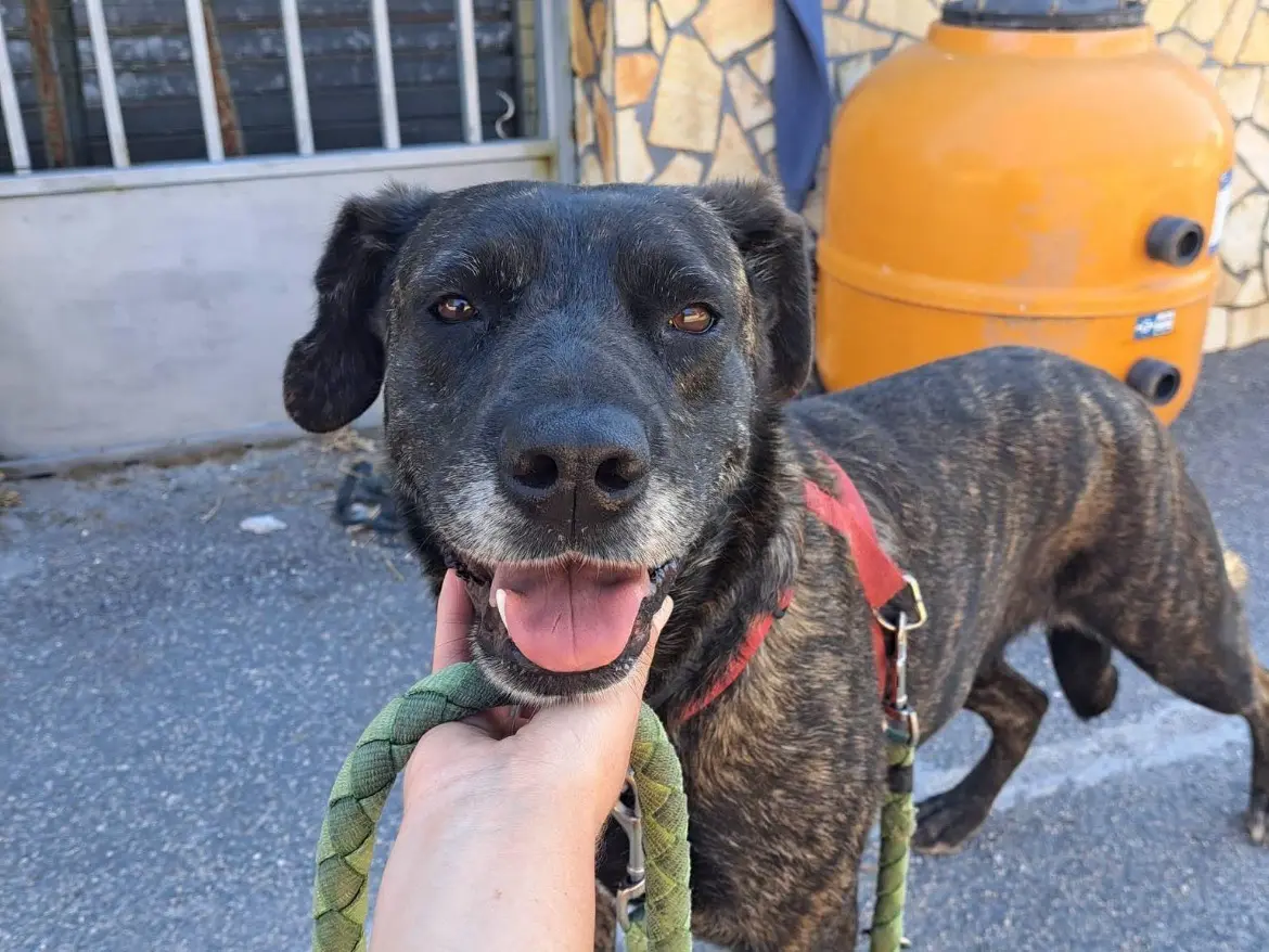 Adotta il cane KIARA a Caserta
