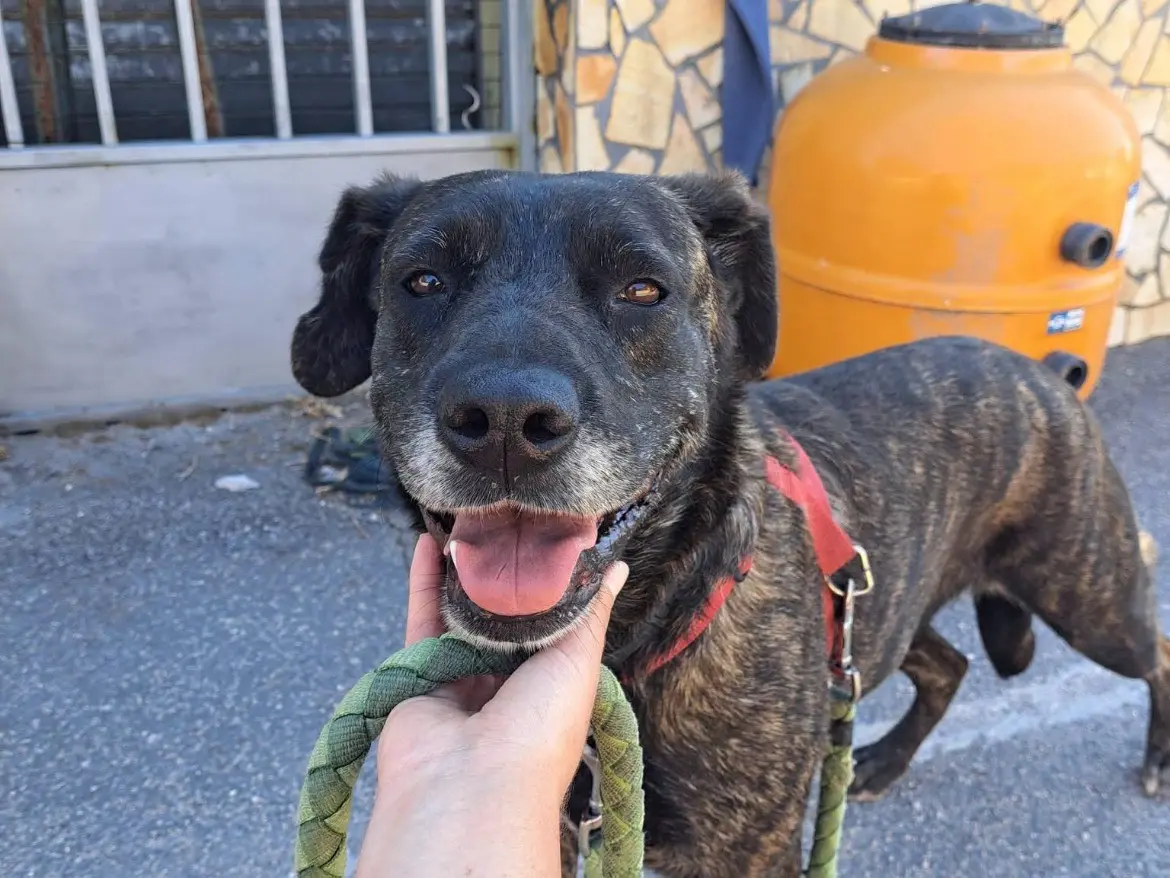 Adotta un cane, femmina, 2 anni e 4 mesi, Caserta