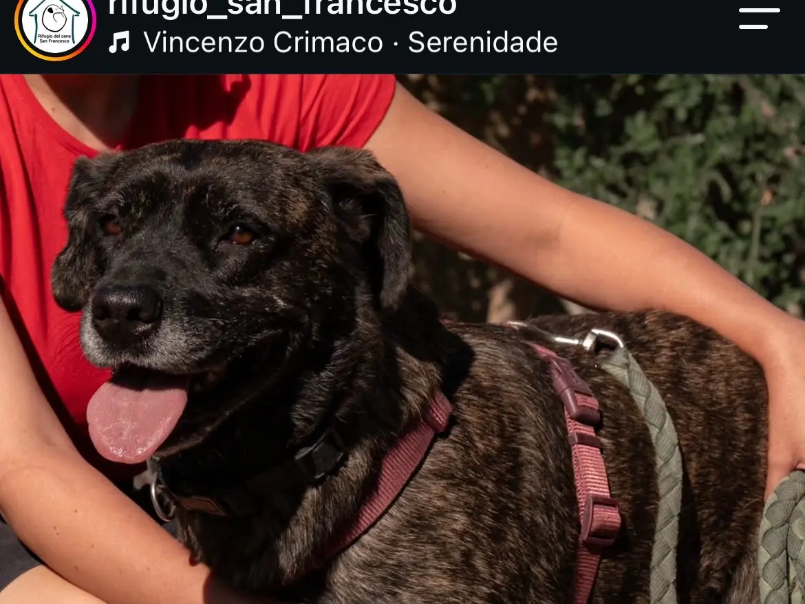 Adotta un cane, taglia media, femmina, Caserta