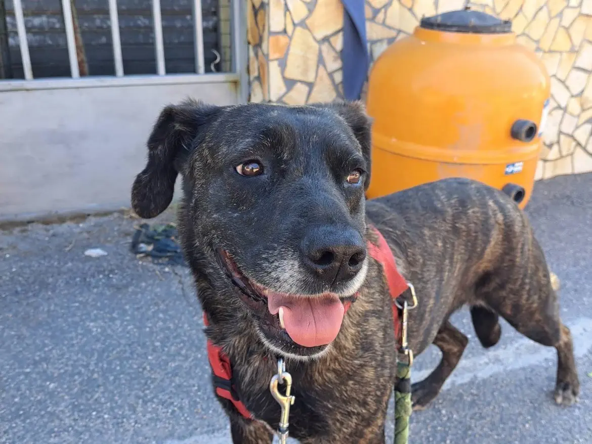 Vuoi adottare un cane a Caserta?