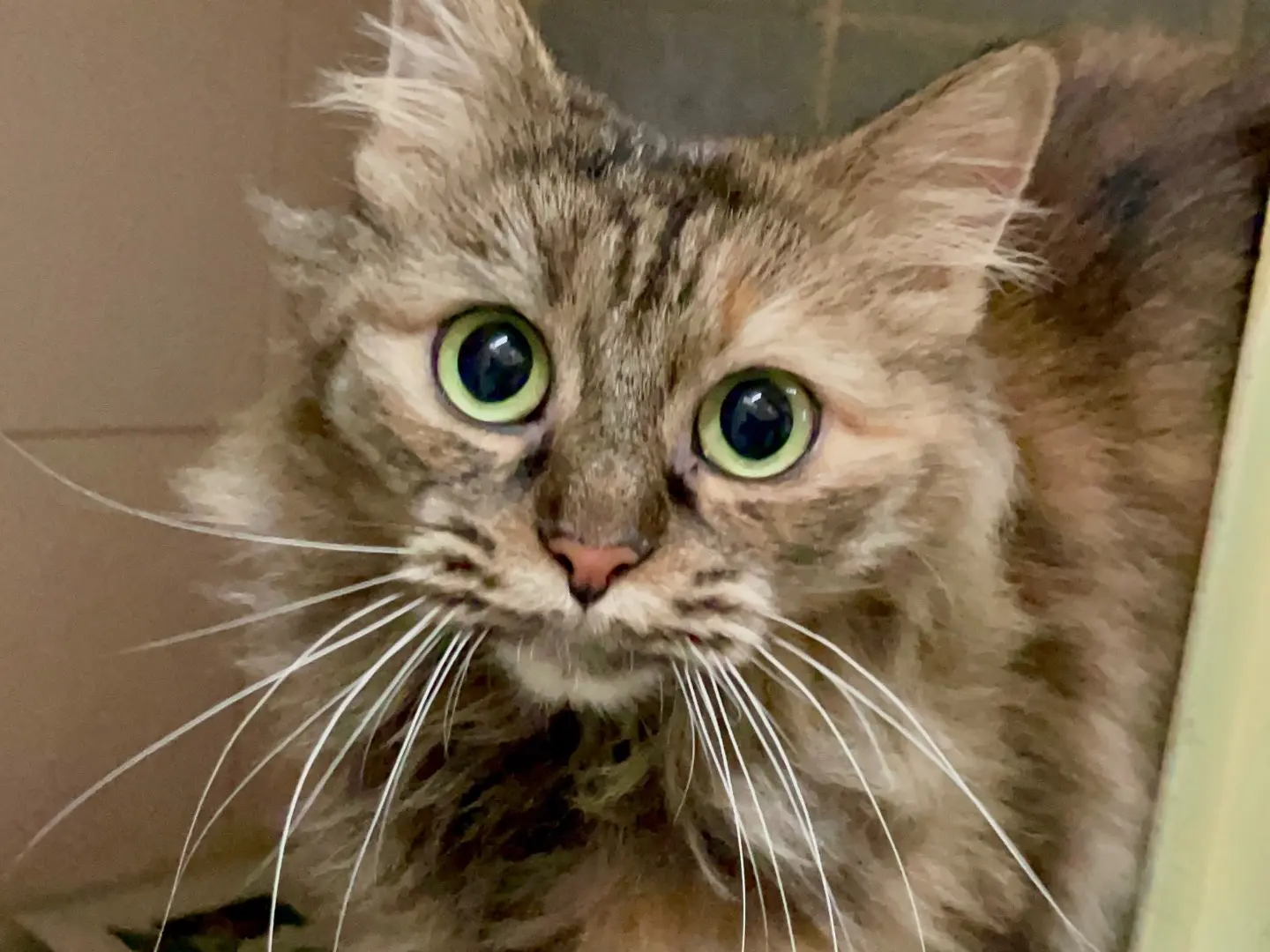 Vuoi adottare un gatto a Milano?