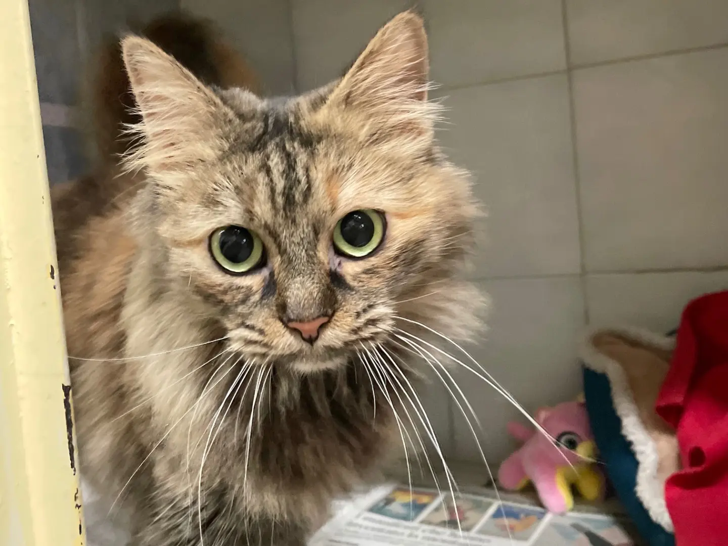 Adotta un gatto, taglia non valida, femmina, Milano
