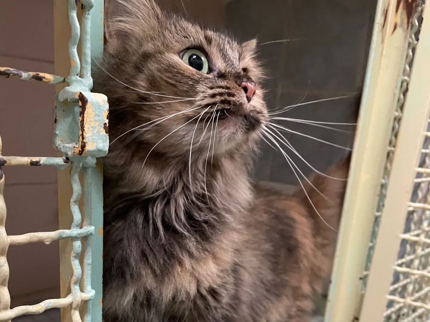 Adotta il gatto Fauna a Milano