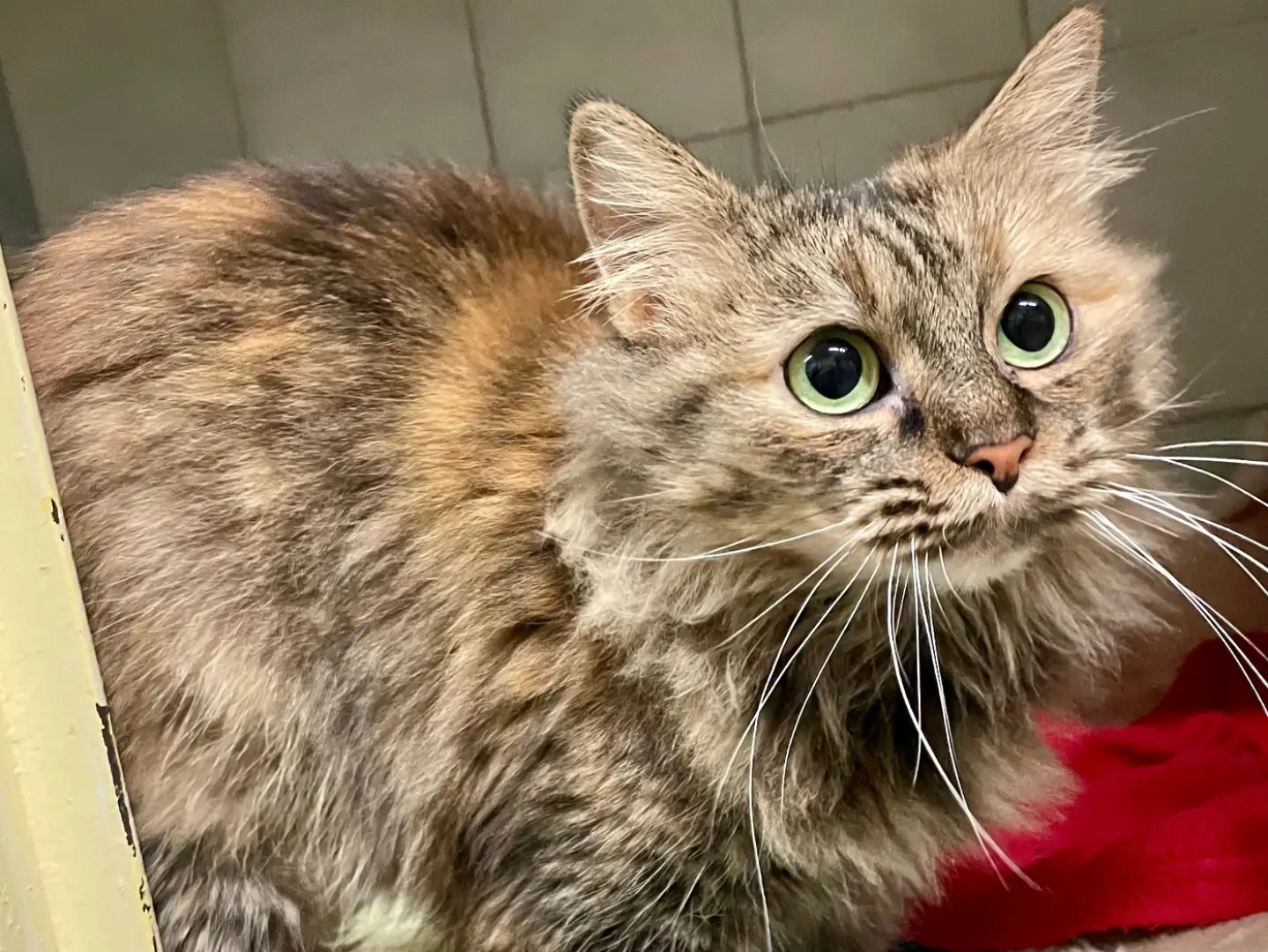 Adotta un gatto, femmina, 4 anni, Milano