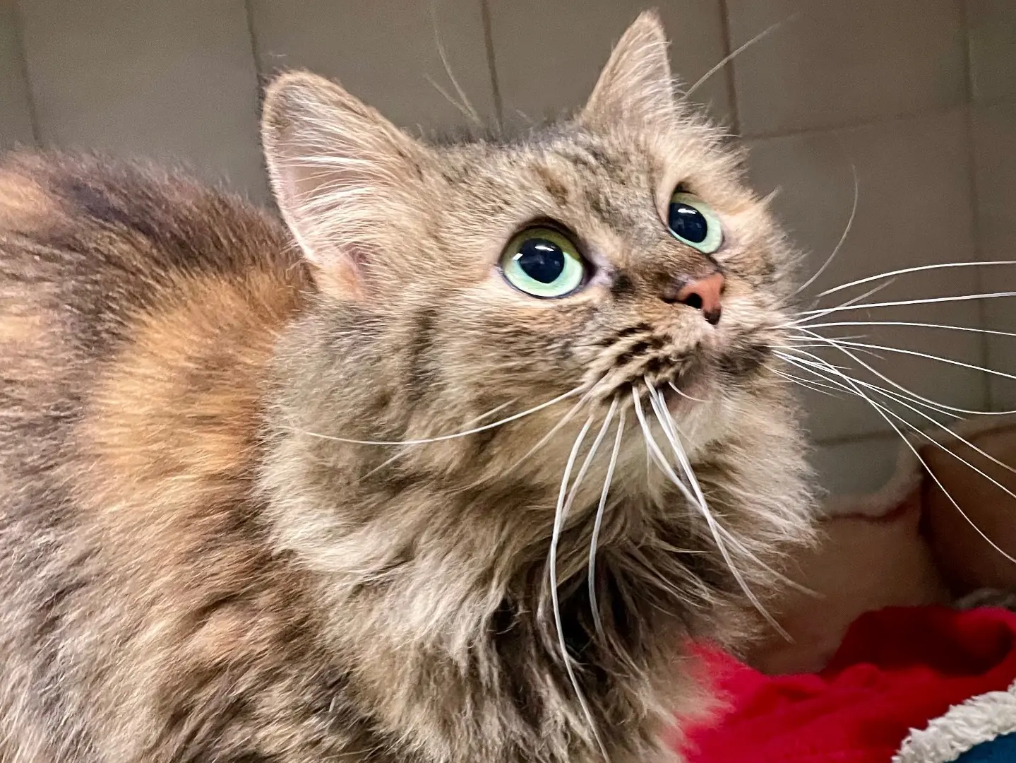 Adozione gatto, femmina, Razza sconosciuta Razza sconosciuta, 4 anni, taglia non valida, Milano