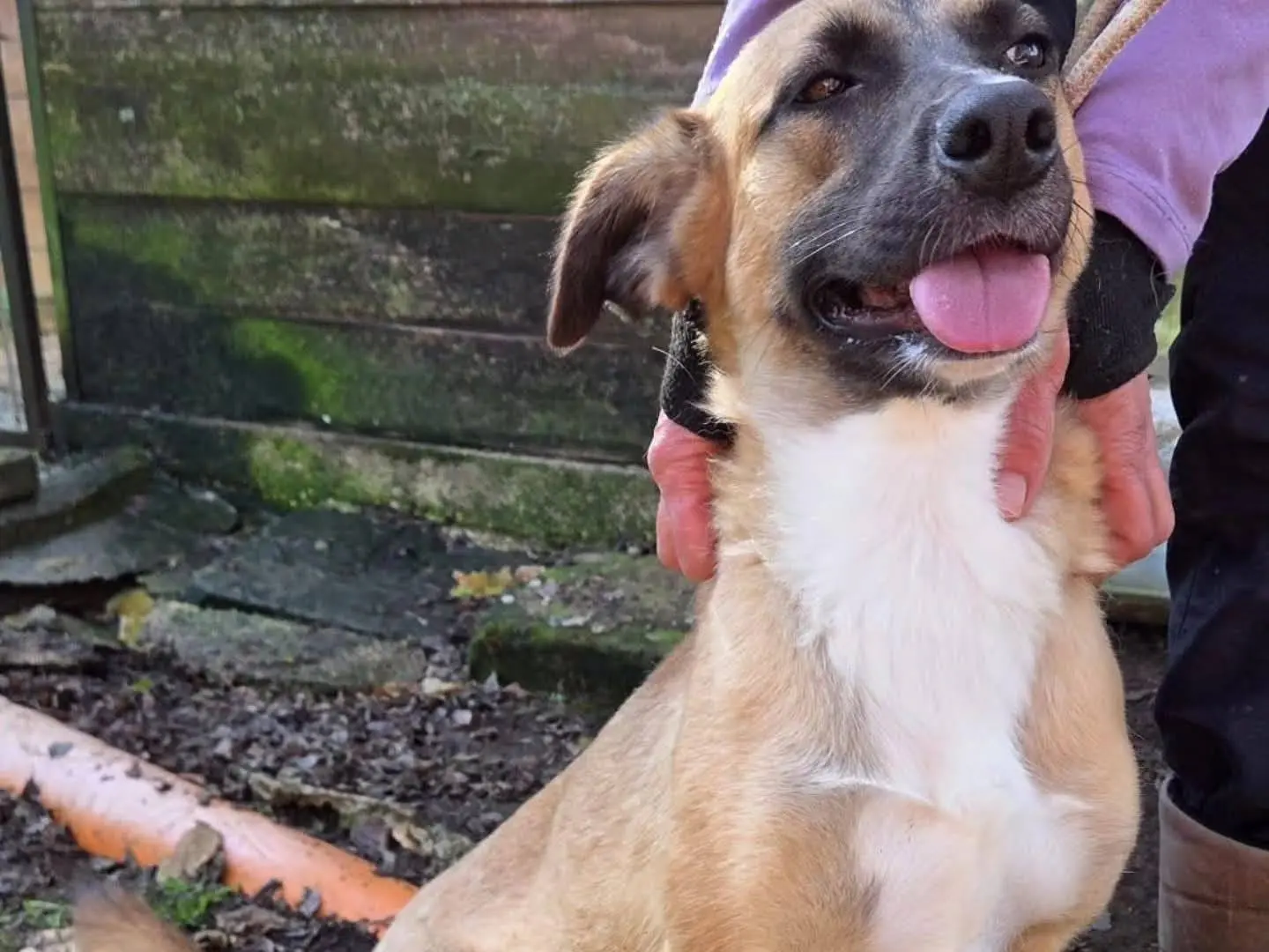 Adotta un cane, femmina, 4 anni e 5 mesi, Viterbo