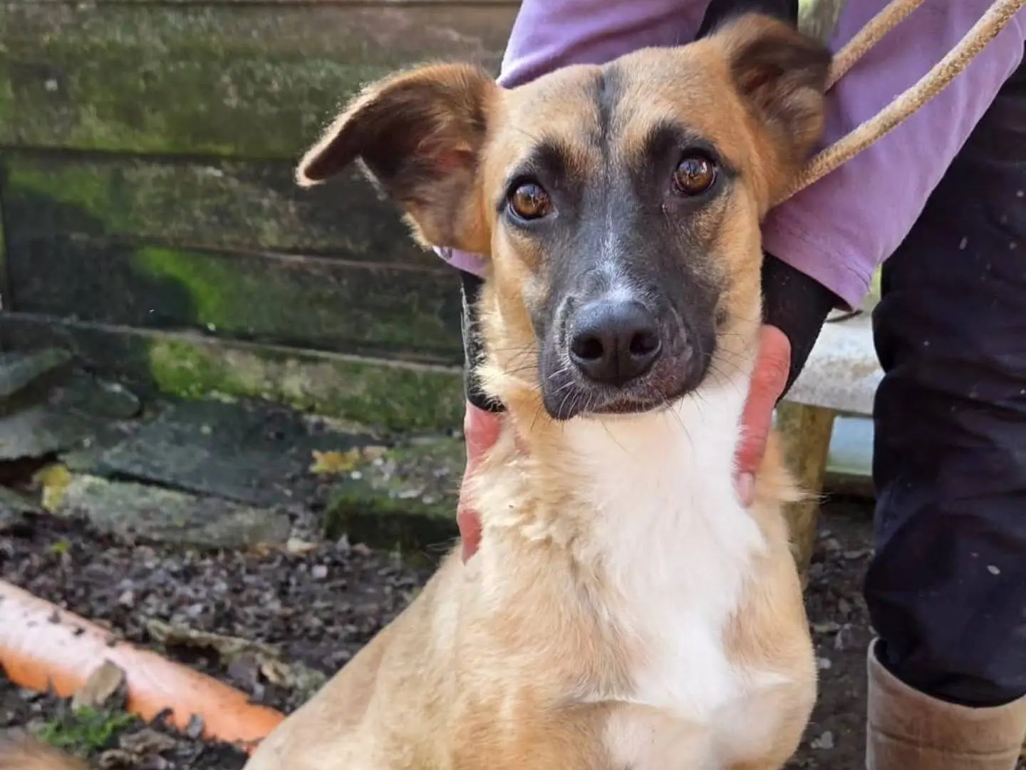 Adozione cane, femmina, Razza sconosciuta Razza sconosciuta, 4 anni e 5 mesi, taglia media, Viterbo