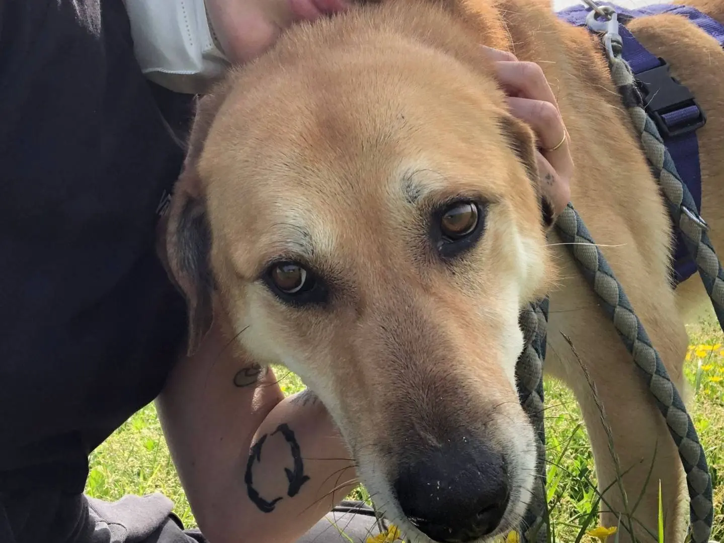Adotta un cane, maschio, 9 anni e 4 mesi, Caserta