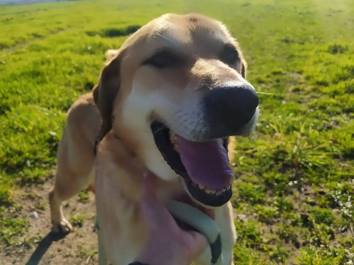 Adotta il cane BILLY BIG a Caserta