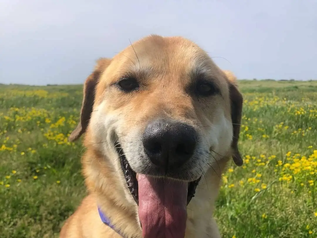Adozione cane, maschio, Labrador Retriever Razza sconosciuta, 9 anni e 4 mesi, taglia grande, Caserta
