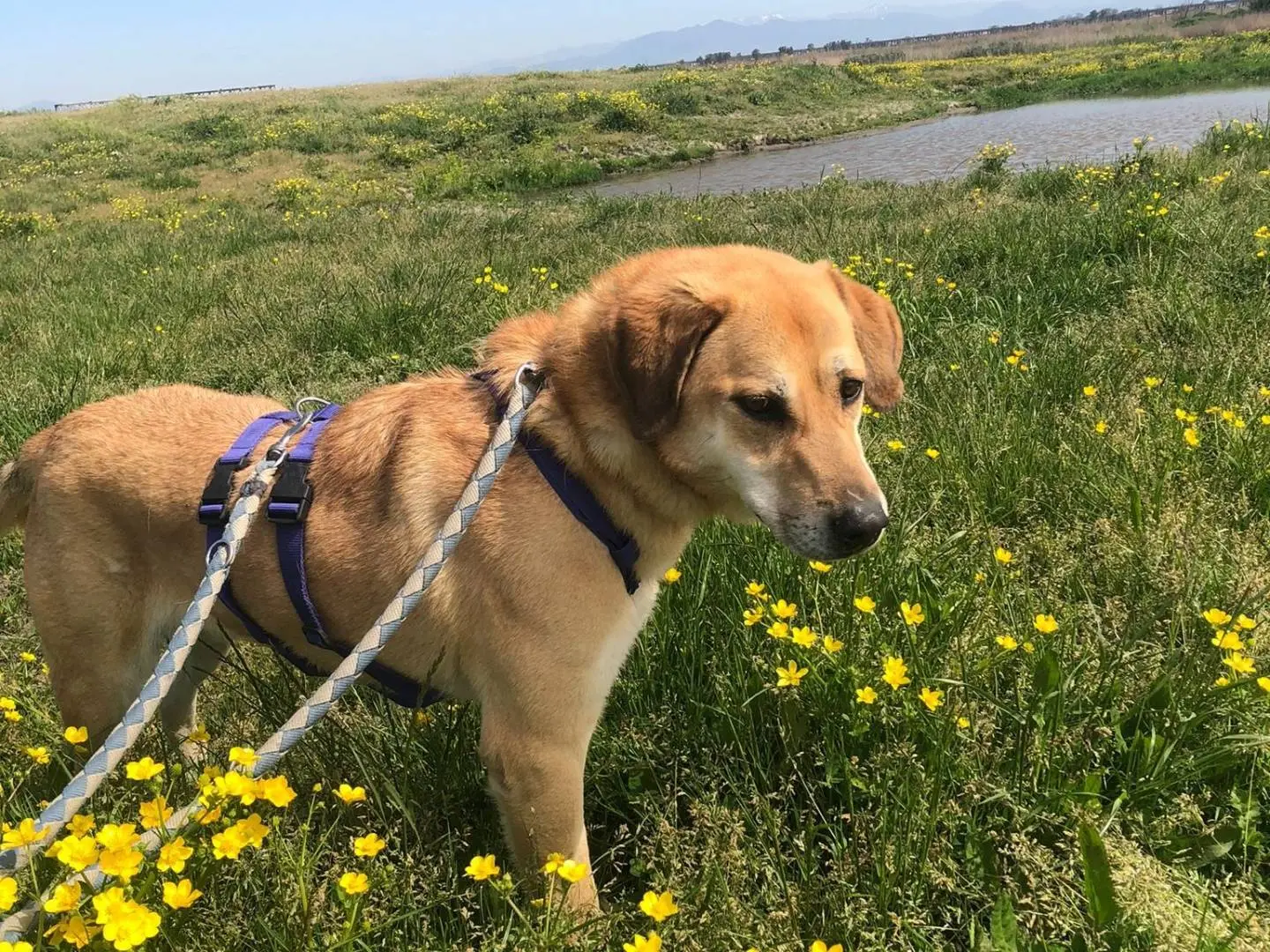 Adotta un cane, taglia grande, maschio, Caserta