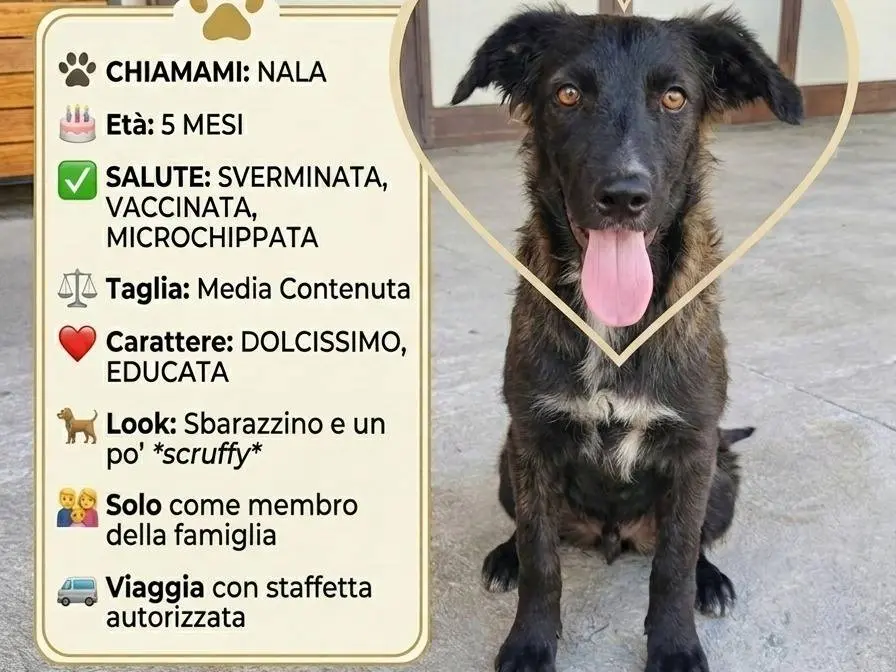 Adotta il cane Nala a Benevento