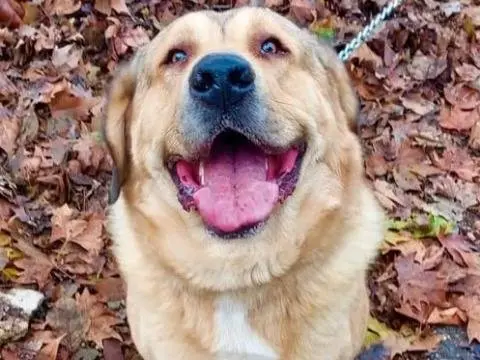 Adotta un cane, maschio, 6 anni e 6 mesi, Cremona