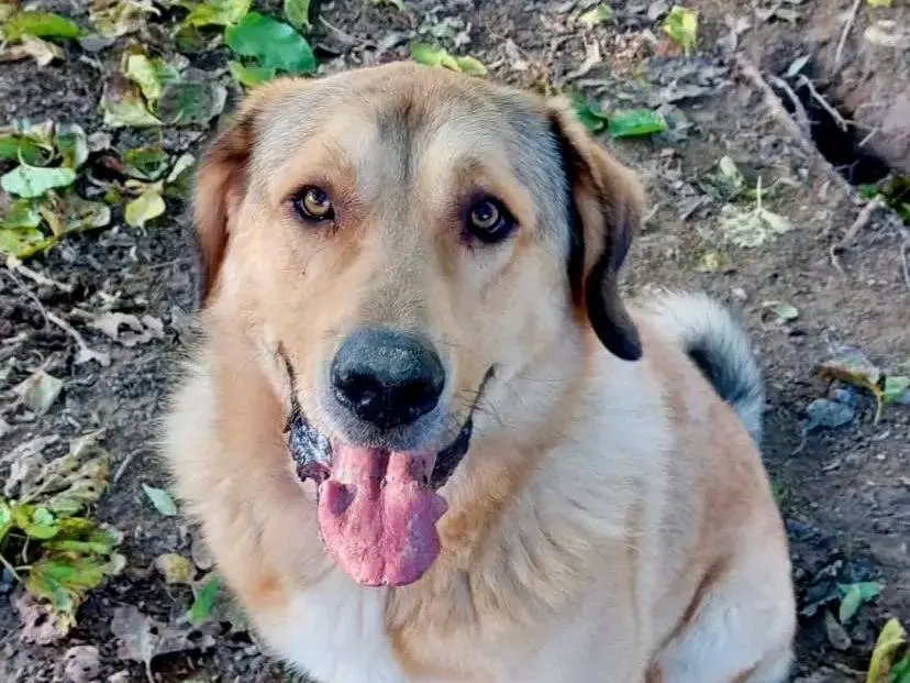 Adotta un cane, taglia grande, maschio, Cremona