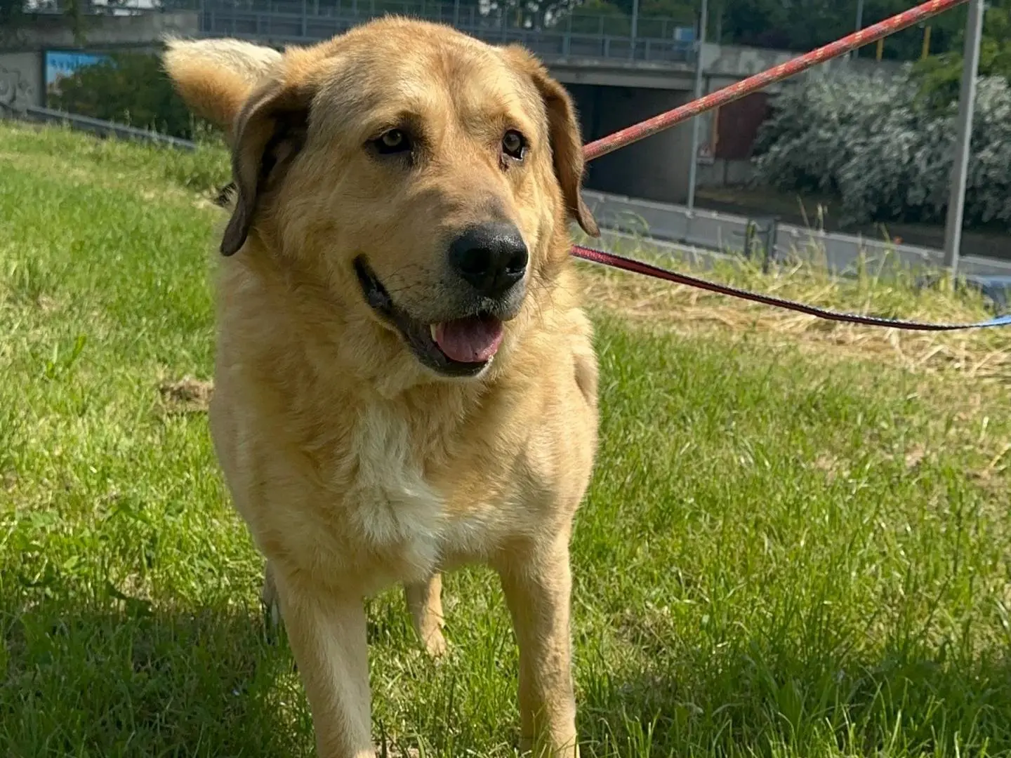 Adozione cane, maschio, Razza sconosciuta Razza sconosciuta, 6 anni e 6 mesi, taglia grande, Cremona
