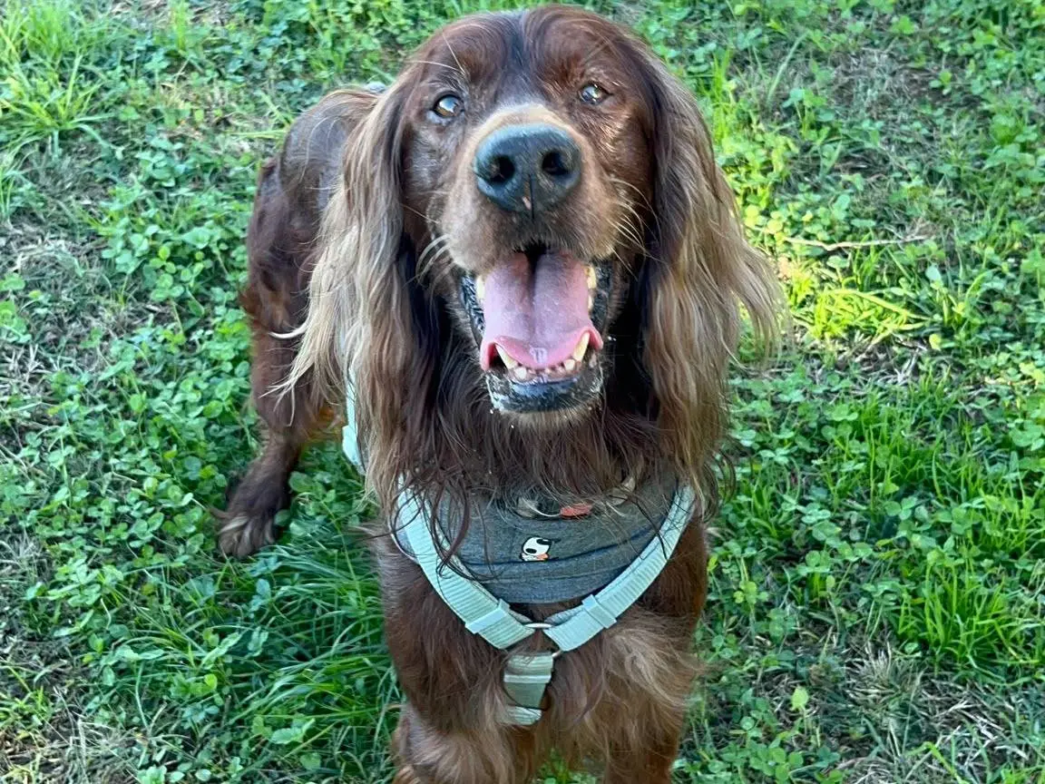Adotta un cane, maschio, 10 anni e 1 mese, Milano