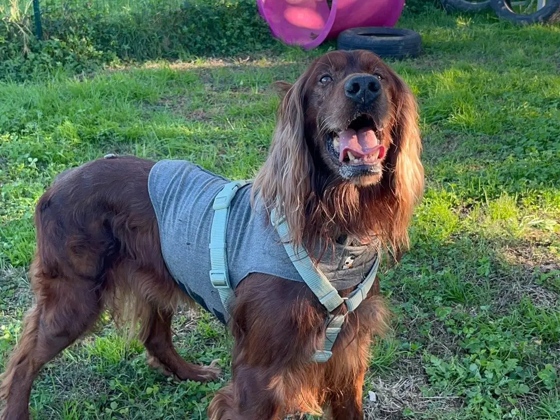 Adotta un cane, taglia media, maschio, Milano
