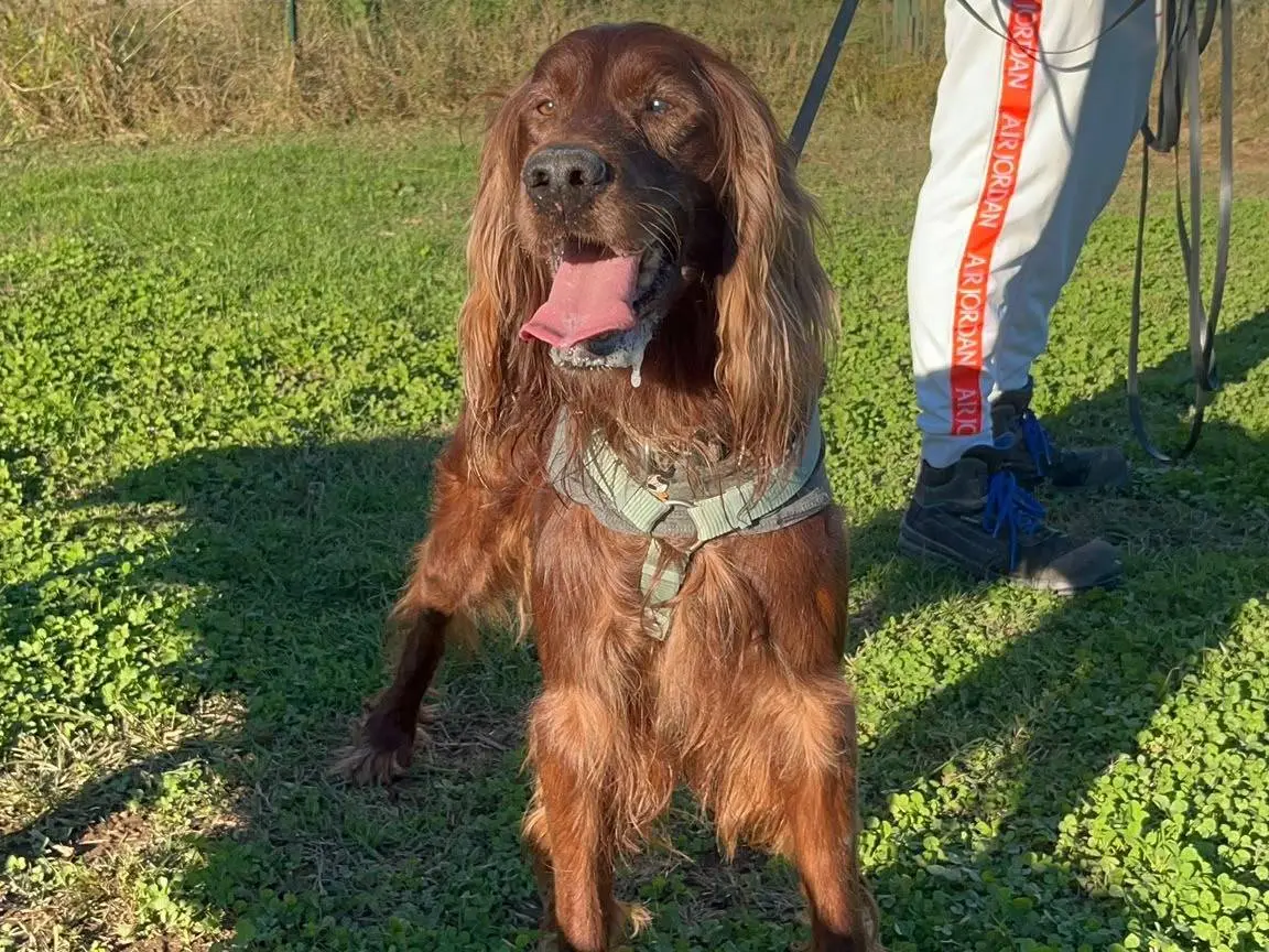 Vuoi adottare un cane a Milano?