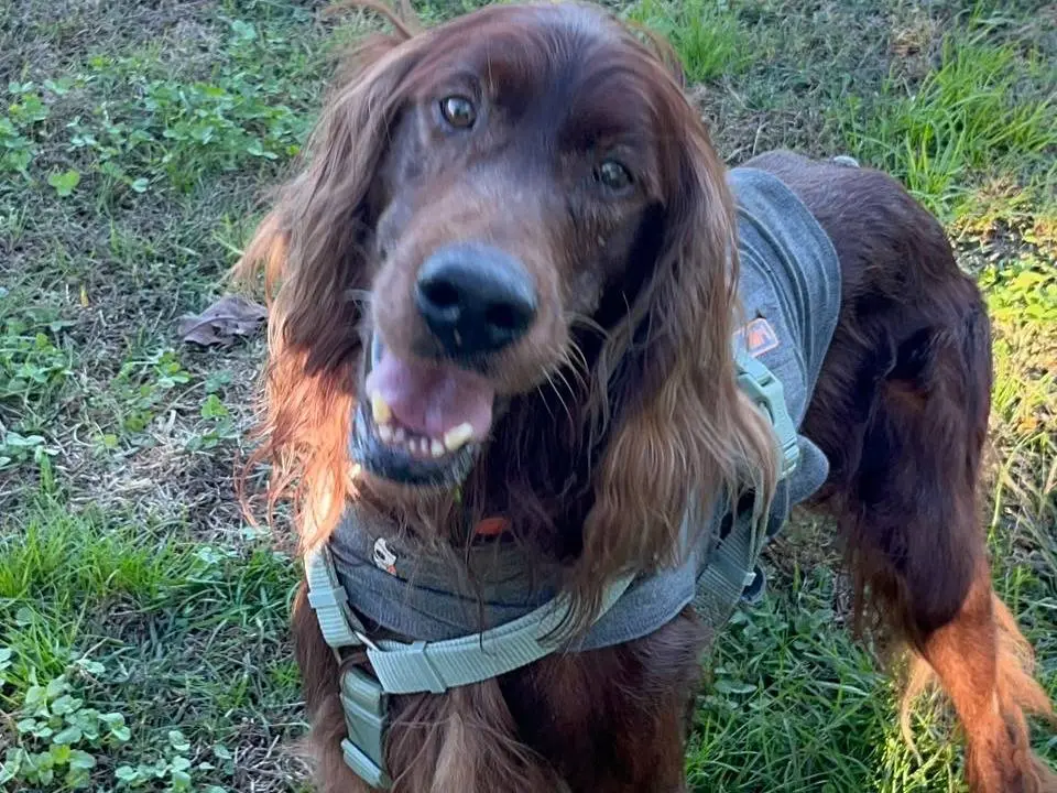 Adozione cane, maschio, Setter Inglese Razza sconosciuta, 10 anni e 1 mese, taglia media, Milano