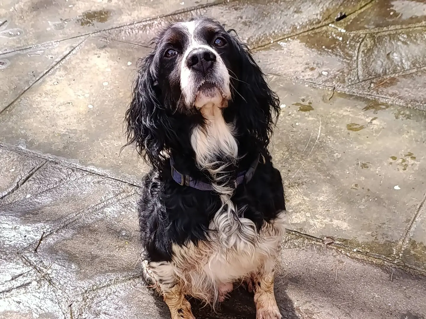 Adotta un cane, maschio, 10 anni, Taranto