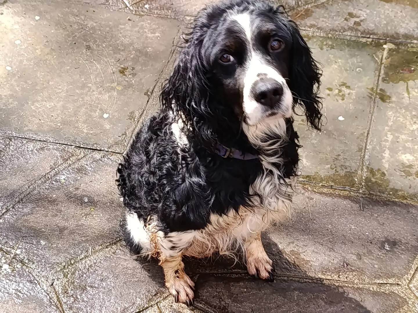 Adozione cane, maschio, Setter Inglese Razza sconosciuta, 10 anni, taglia media contenuta, Taranto
