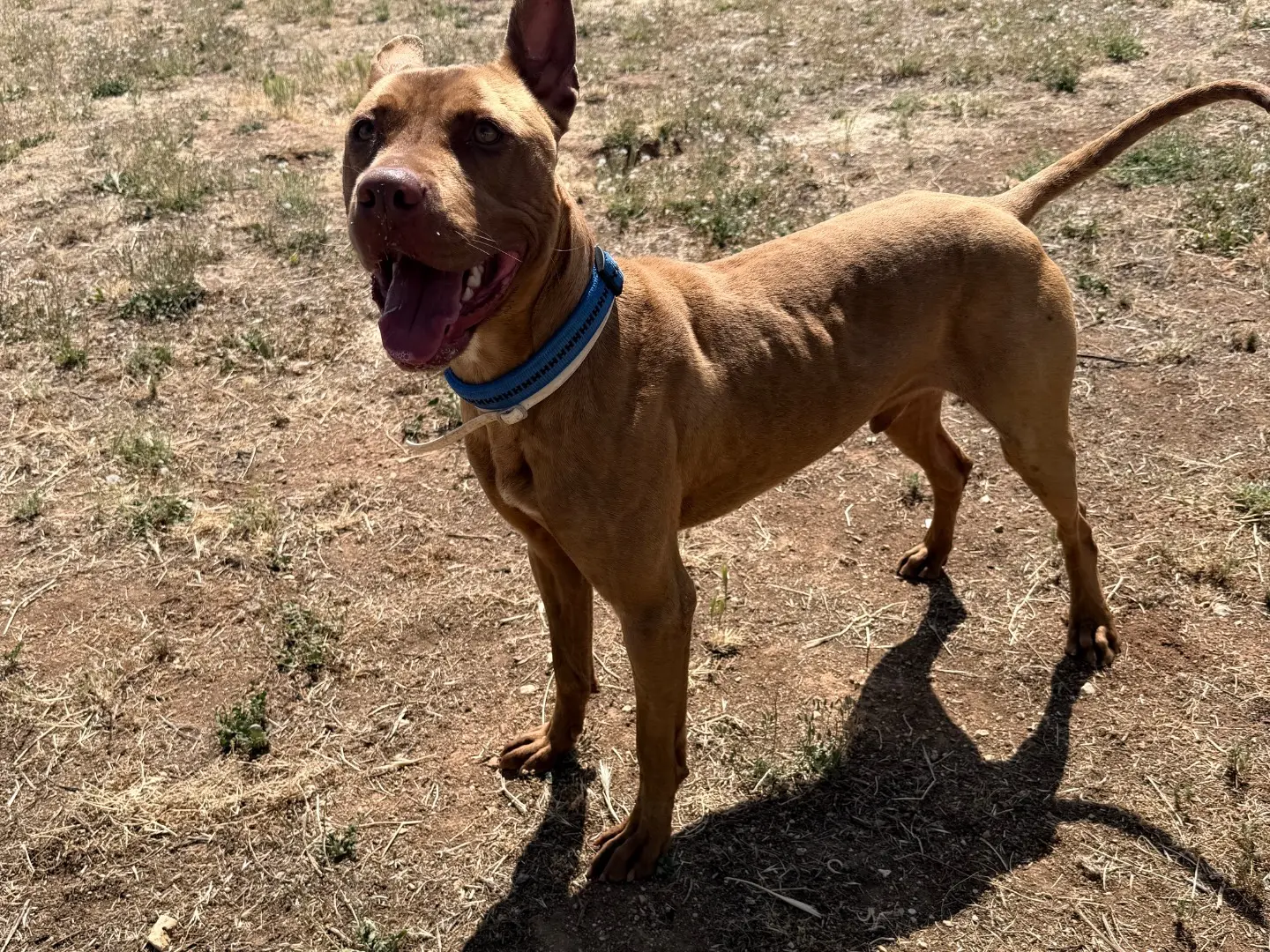 Adozione cane, maschio, Pitbull Razza sconosciuta, 2 anni e 3 mesi, taglia grande, Bari