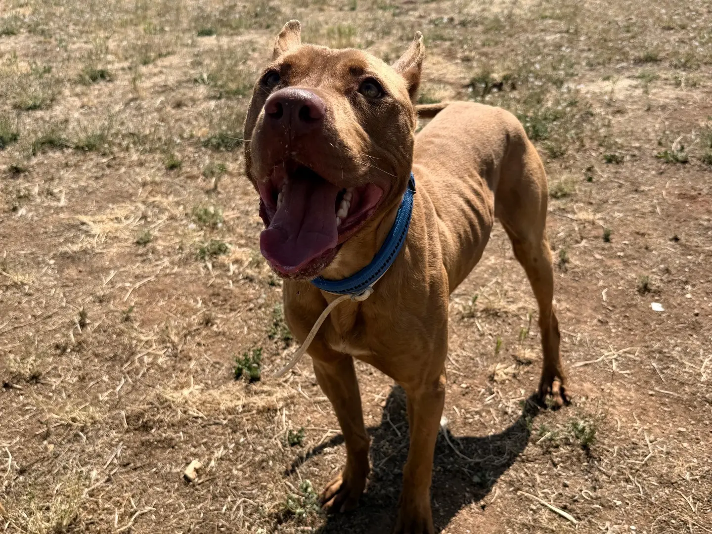 Adotta un cane, taglia grande, maschio, Bari
