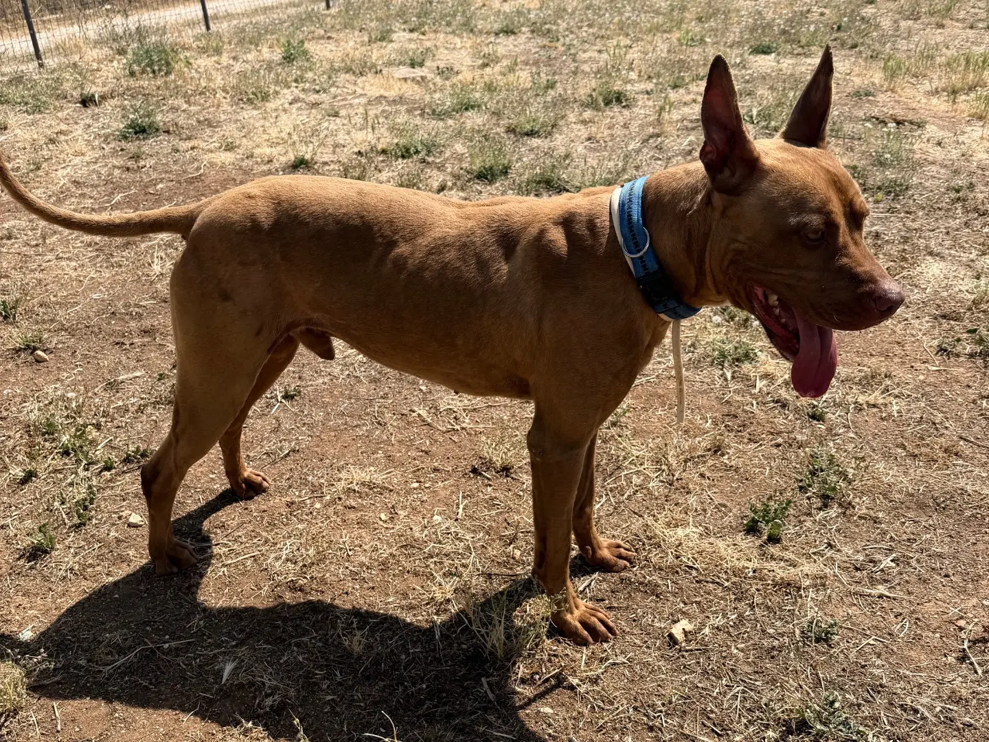 Adotta un cane, maschio, 2 anni e 3 mesi, Bari