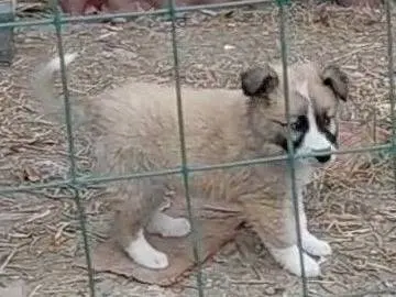 Adotta un cane, maschio, 3 mesi, Avellino