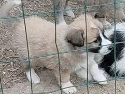 Adotta un cane, taglia piccola, maschio, Avellino