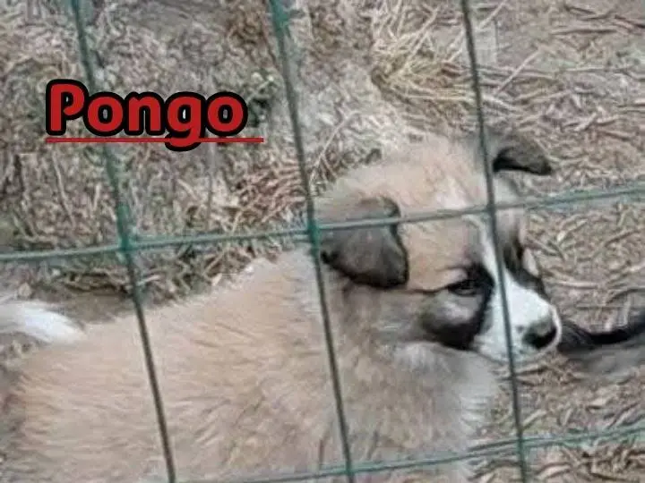 Adozione cane, maschio, Razza sconosciuta Razza sconosciuta, 3 mesi, taglia piccola, Avellino