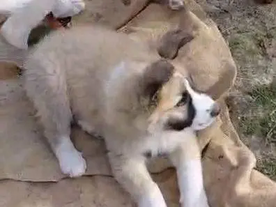 Vuoi adottare un cane a Avellino?