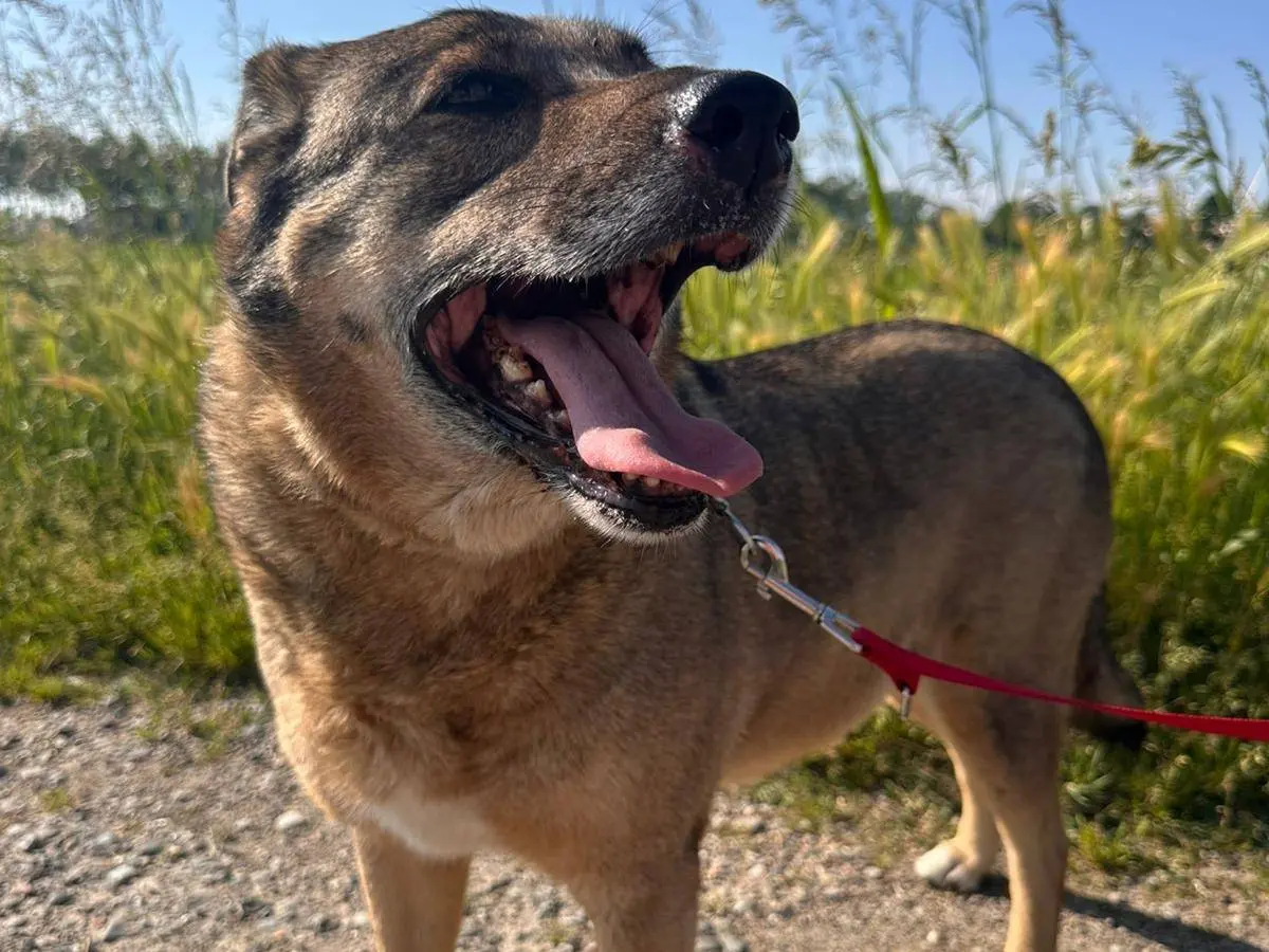Adotta un cane, femmina, 10 anni e 4 mesi, Pavia