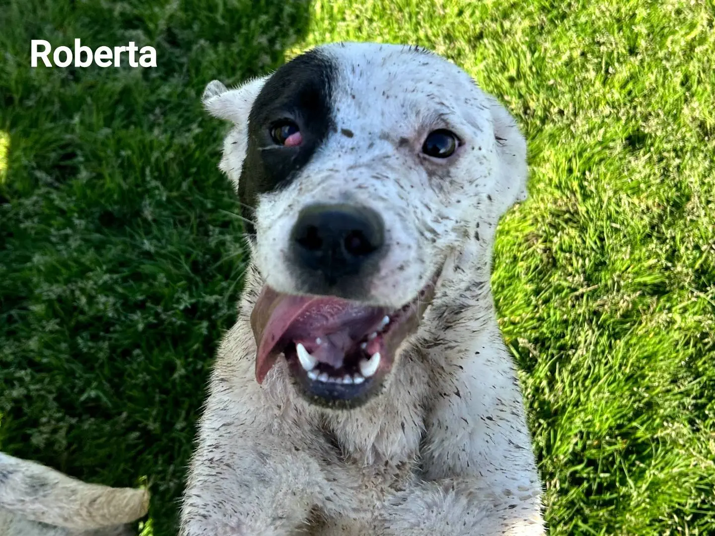 Adozione cane, femmina, Razza sconosciuta Razza sconosciuta, 1 anno e 2 mesi, taglia media, Latina