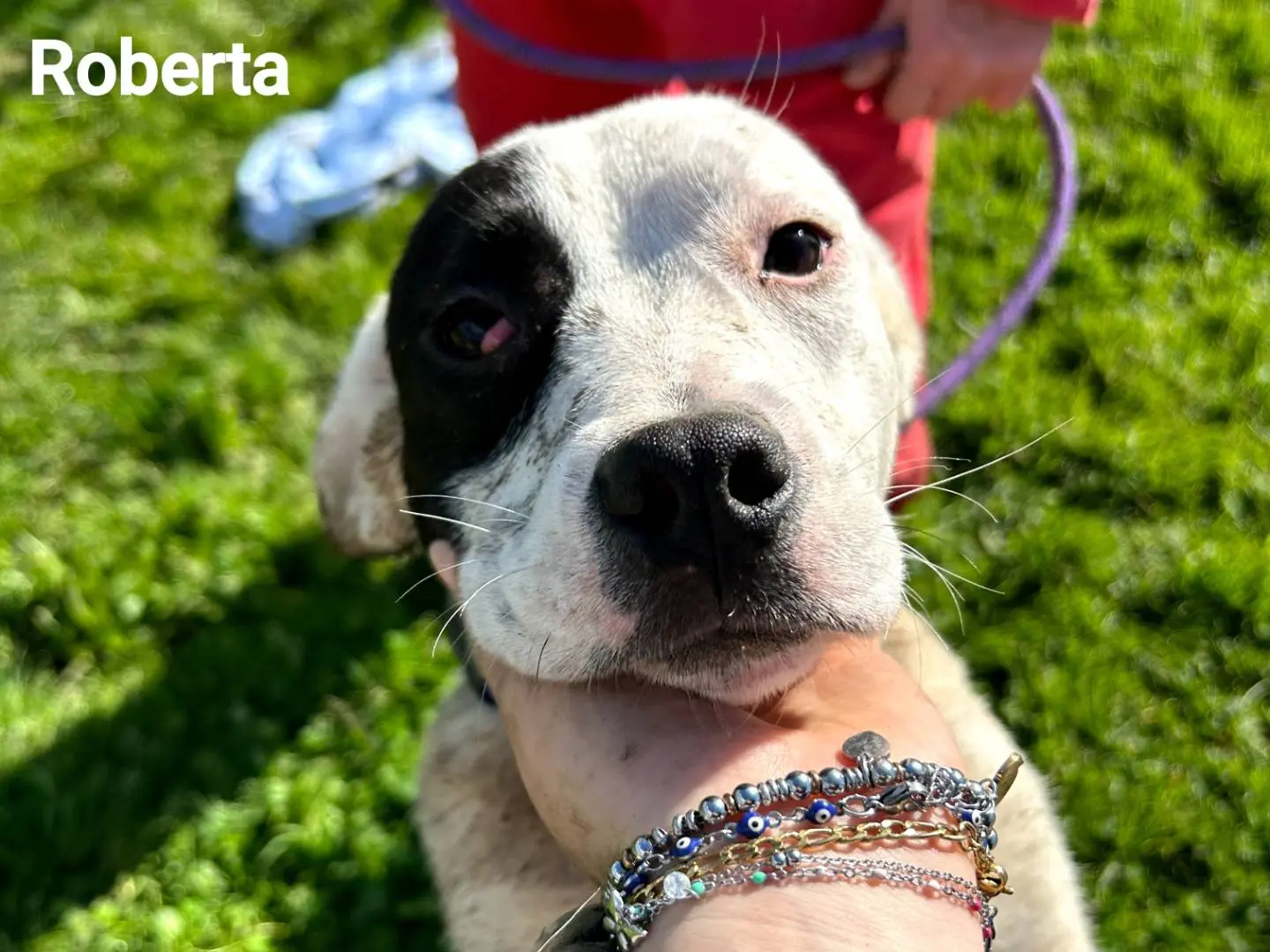 Adotta il cane Roberta a Latina