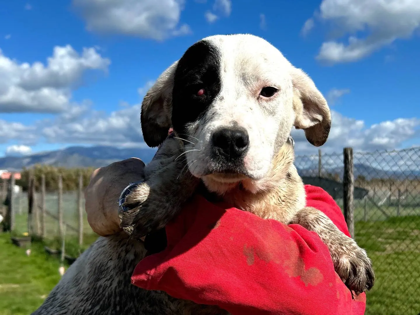 Adotta un cane, femmina, 1 anno e 2 mesi, Latina