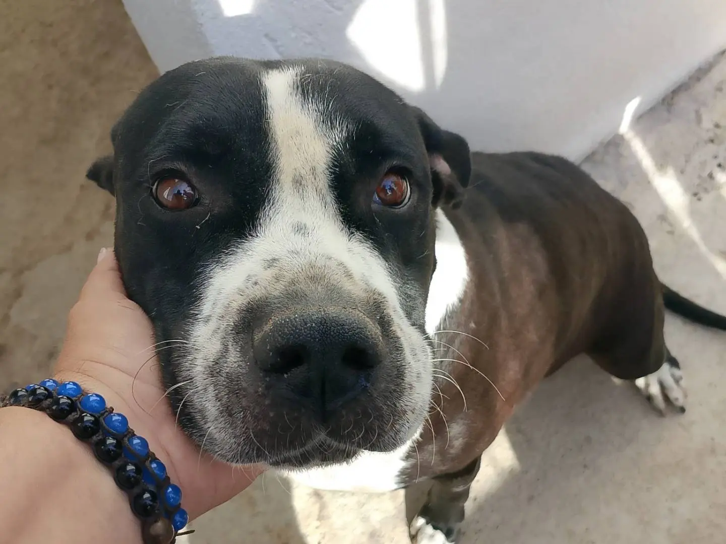 Adozione cane, maschio, Amstaff Razza sconosciuta, 7 anni e 4 mesi, taglia grande, Crotone