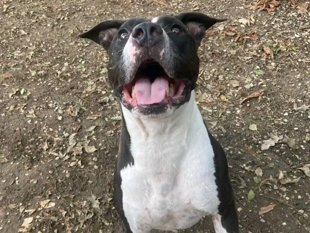 Adotta un cane, maschio, 6 anni e 4 mesi, Cremona