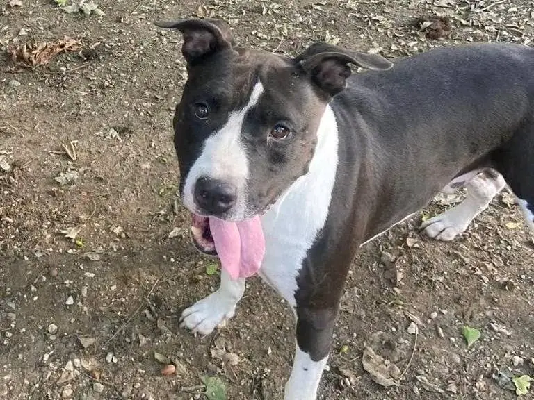 Vuoi adottare un cane a Cremona?