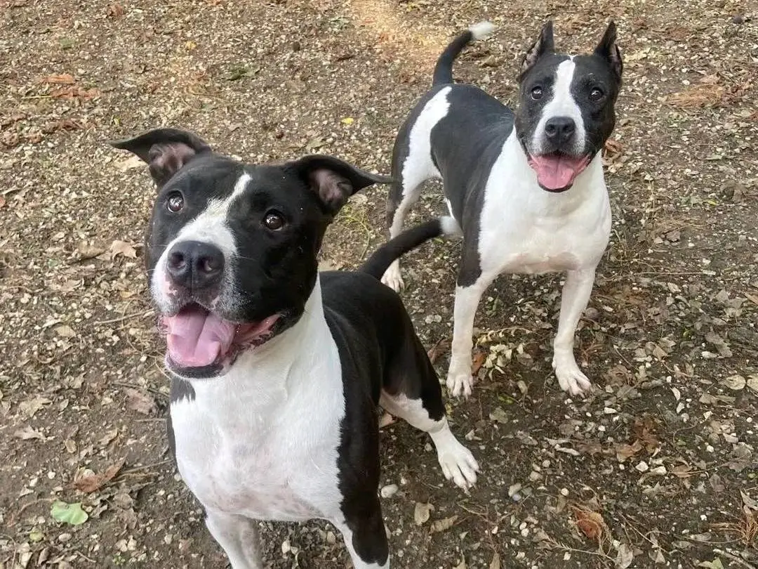 Adotta un cane, taglia media, maschio, Cremona