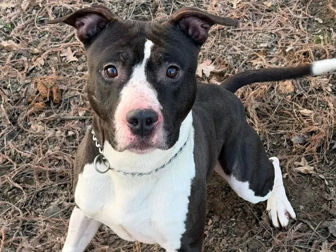 Adozione cane, maschio, Amstaff Razza sconosciuta, 6 anni e 4 mesi, taglia media, Cremona
