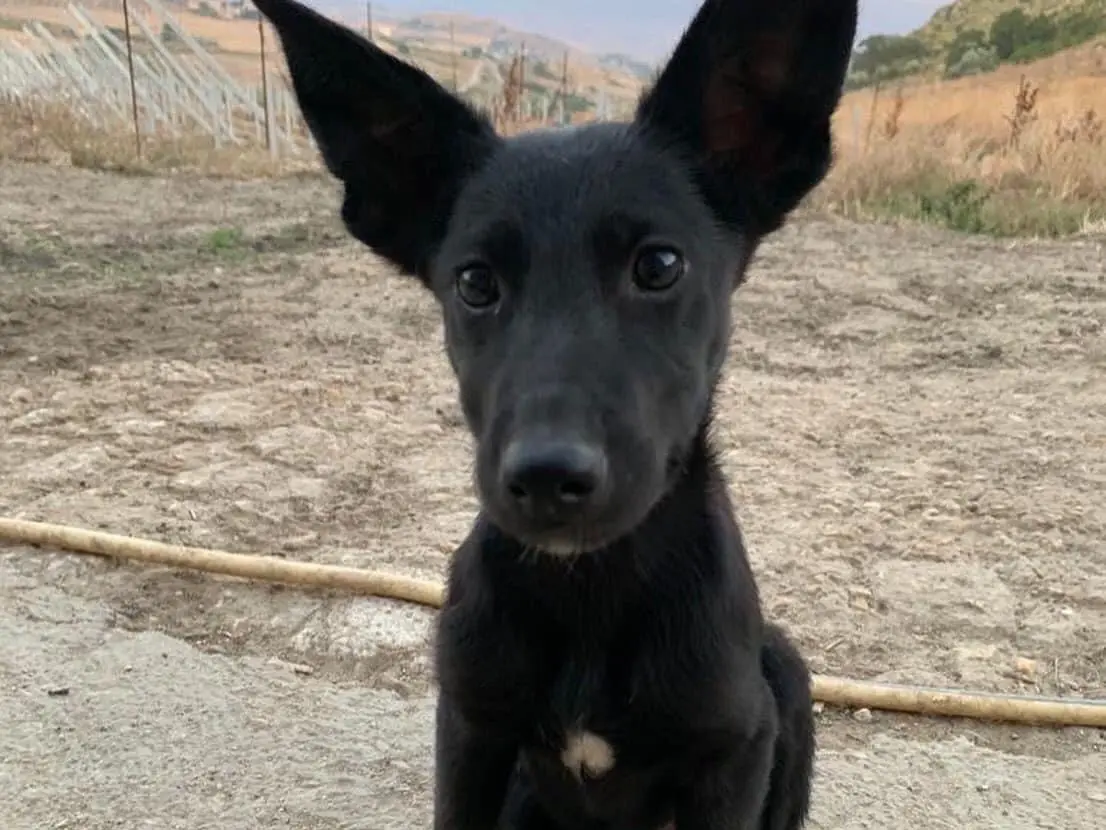Adozione cane, maschio, Pastore tedesco Pastore Belga Groenendael, 3 anni e 3 mesi, taglia media, Caltanissetta